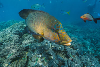 Cheilinus undulatus, maori wrasse humphead fish in australia