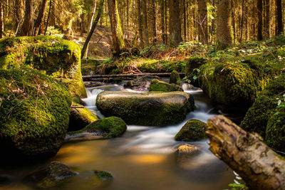 Stream flowing through rocks in forest