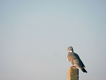 Low angle view of bird perching on the sky