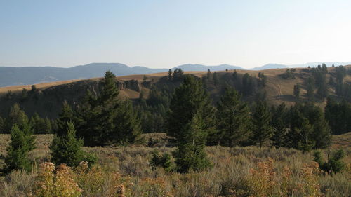 Scenic view of landscape against clear sky