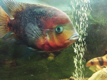 Close-up portrait of young woman swimming in water