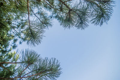 Low angle view of palm tree against clear sky