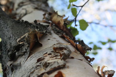 Low angle view of leaves on tree trunk