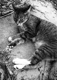 High angle view of cat eating