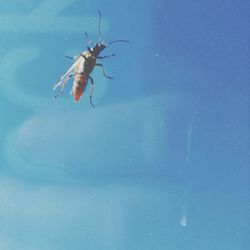 Low angle view of insects