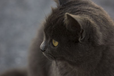 Close-up of a cat looking away