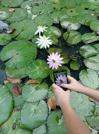 High angle view of lotus water lily in pond