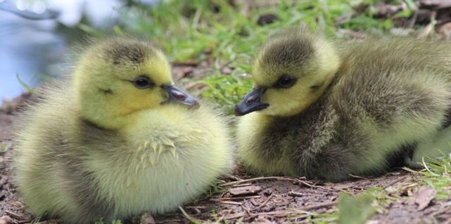 young animal, animal themes, animal, group of animals, young bird, bird, animals in the wild, animal wildlife, vertebrate, close-up, no people, duck, day, nature, duckling, yellow, three animals, focus on foreground, gosling, beak, animal family