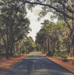 Empty road amidst trees