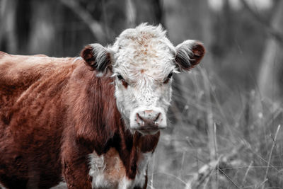 Close-up of cow