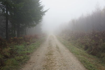 Road passing through forest