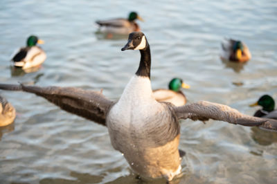 Swan swimming in lake