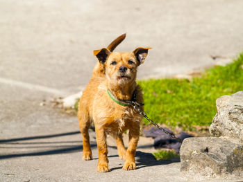 Portrait of dog standing by rock