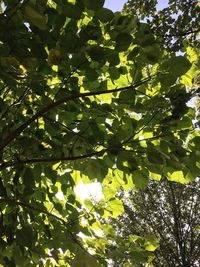 Low angle view of trees