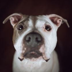 Beautiful blue nose pitbull dog staring at camer with big loyal loving gentle eager eyes