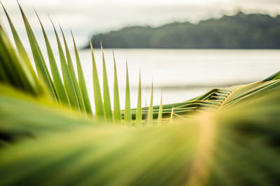 Close-up of grass against sky