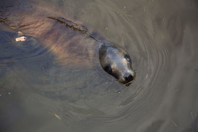 High angle view of seal