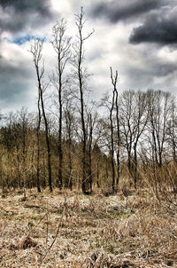 Bare trees on field against sky