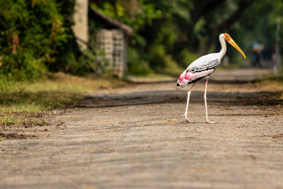 View of a bird on field