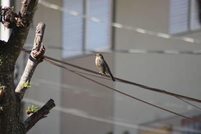 Close-up of bird perching on tree