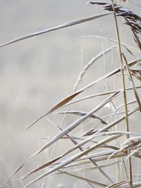 Close-up of dry plant