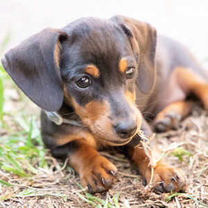 Close-up portrait of a dog