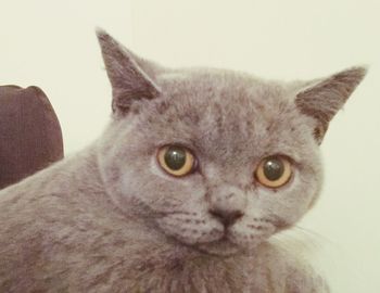 domestic cat