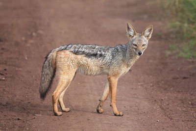 A black-backed jackal