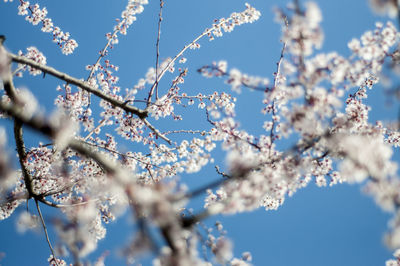 Low angle view of cherry blossoms against blue sky