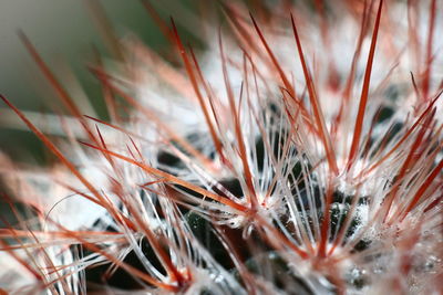 Close-up of dandelion on field