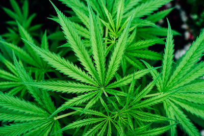 Top view of young marijuana green plant leaves growing outdoor in the garden. hemp leaf background.