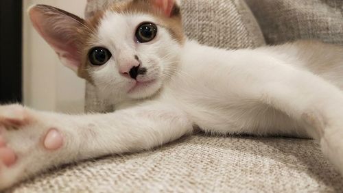 Close-up portrait of a cat at home