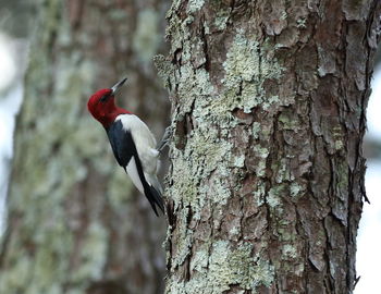 Close-up of bird perching on tree trunk