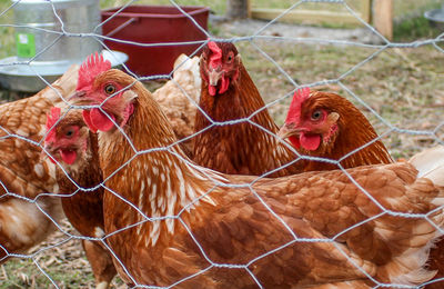 Close-up of rooster