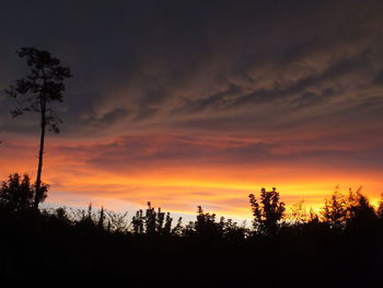 Silhouette trees in forest against orange sky