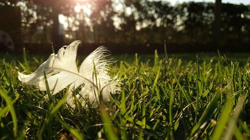 Close-up of grass on field