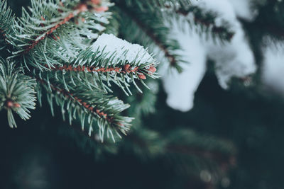 Closeup of fir tree branches with dark copy space