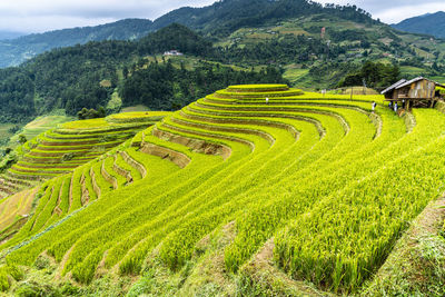 Scenic view of agricultural field