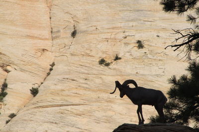 Silhouette mountain goat standing on rock
