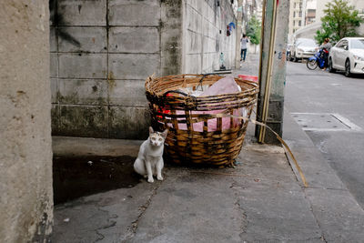 Cat in basket on street
