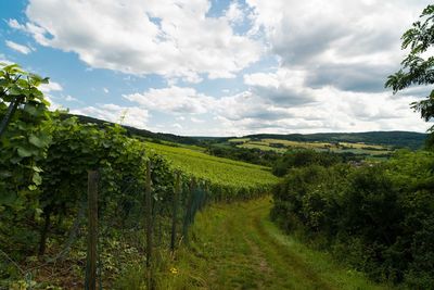 Scenic view of agricultural field against sky