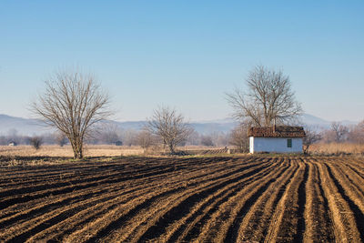 Scenic view of field against clear sky