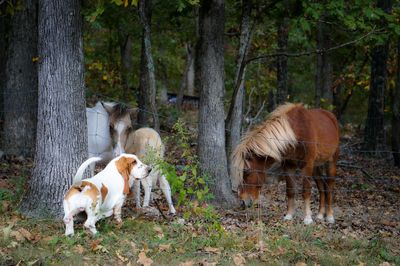 Dog and horse