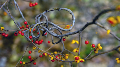 Close-up of berries growing on tree