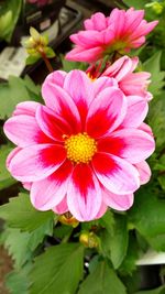 Close-up of pink flower