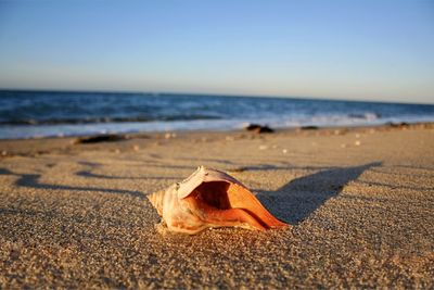 Orange conch shell at chatham, cape cod 