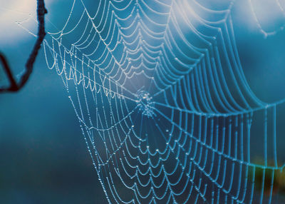 Close-up of spider on web