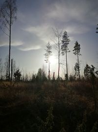 Plants growing on field against sky during sunset