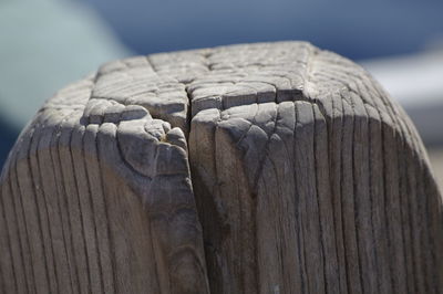 Close-up of lizard on wood