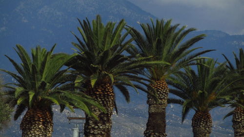 Low angle view of palm trees against sky